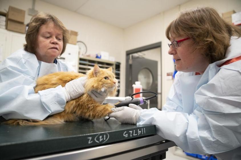 Technicians prepare to place a catheter in a cats front leg.
