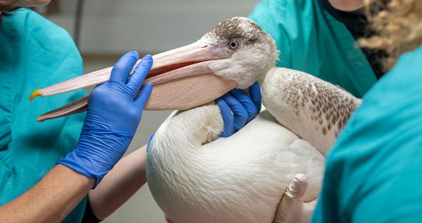 An American white pelican being examined by clinicians at Cornell's wildlife hospital