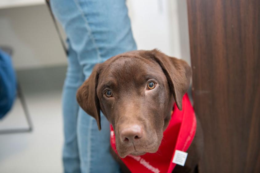 A young Labrador on an exam table at Cornell looks at the camera