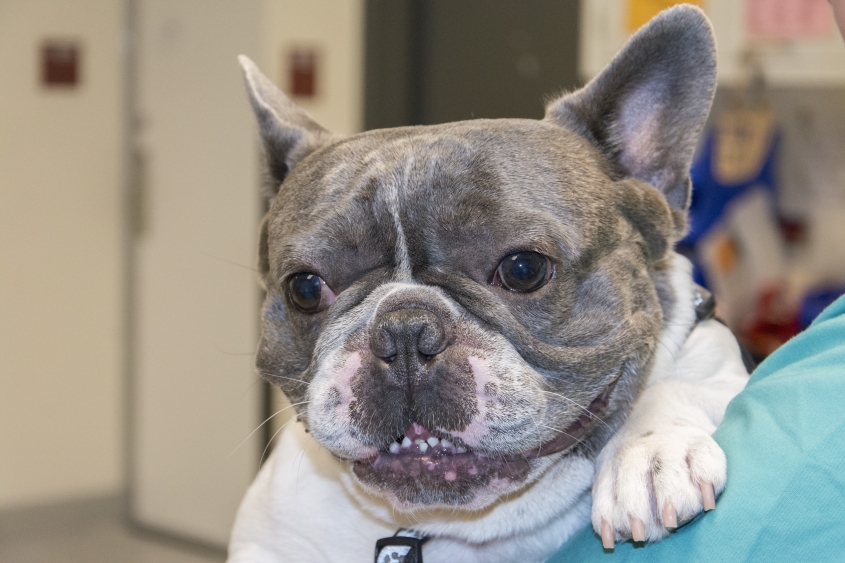  a french bulldog