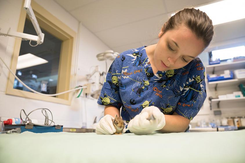 Cornell sets the bar for training veterinary techs in wildlife medicine |  Cornell University College of Veterinary Medicine