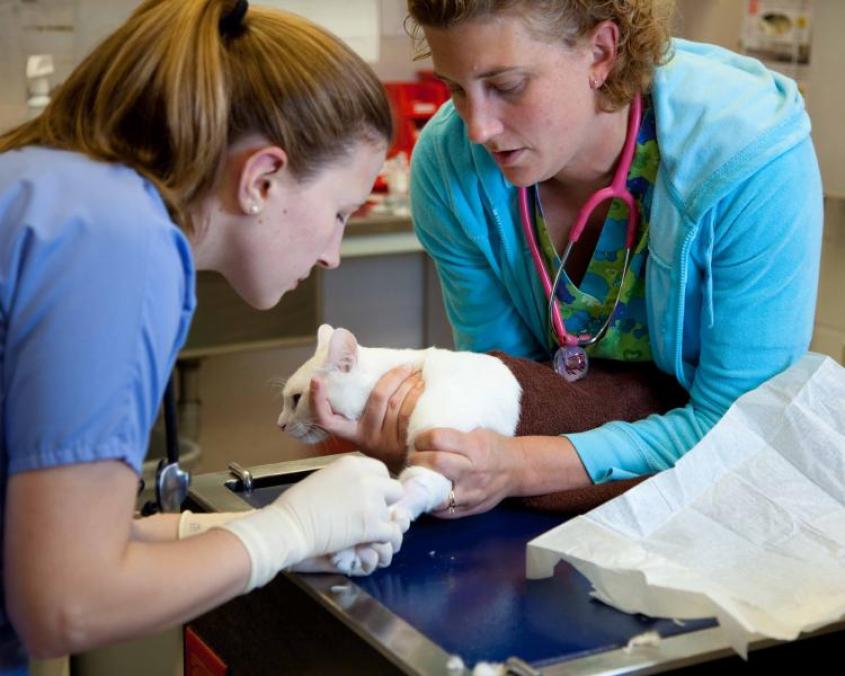 Two technicians draw blood from a cat. 