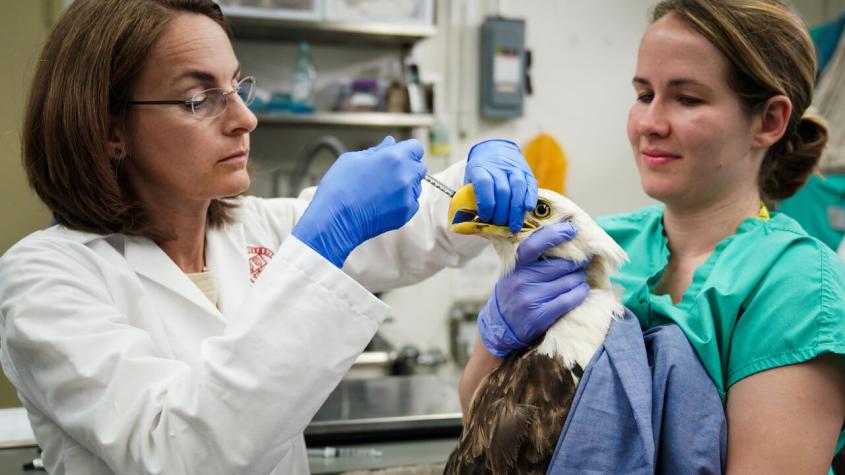 Two clinicians with a bald eagle at the wildlife hospital