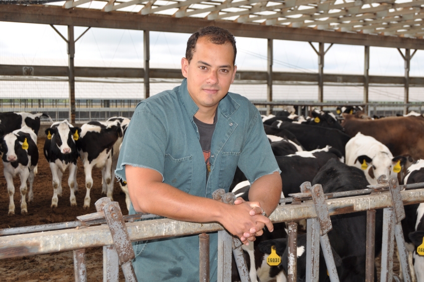 Dr. Rodrigo Bicalho stands near dairy cows