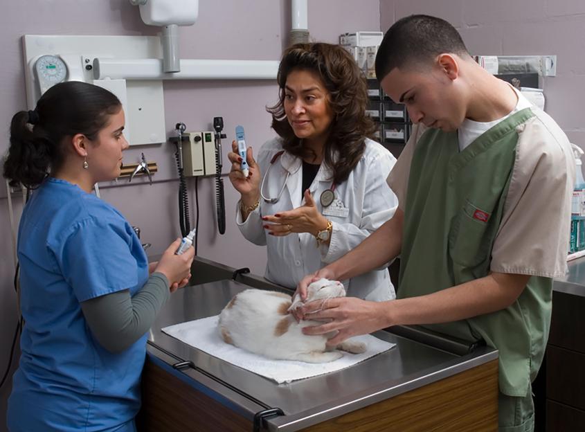 Elia Colón-Mallah pictured with two vet techs examining a cat