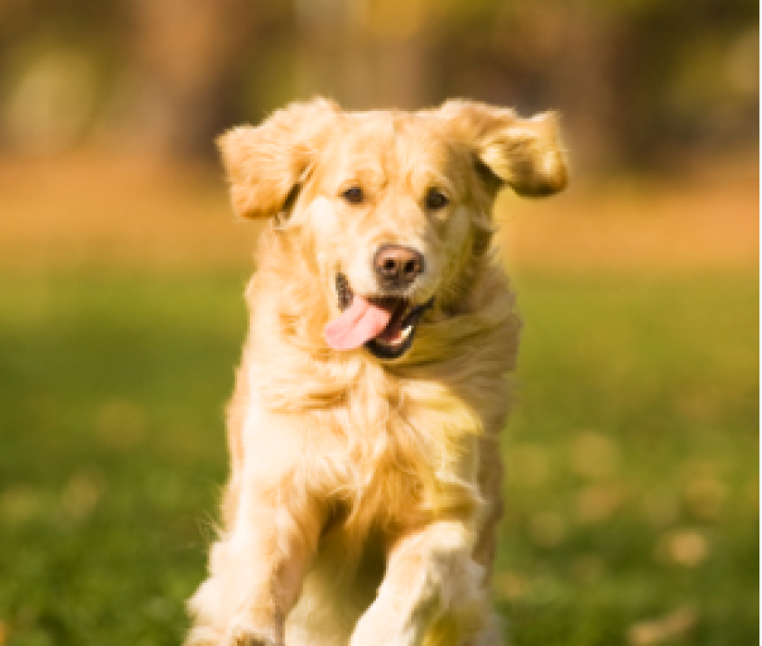 Dog running in field.