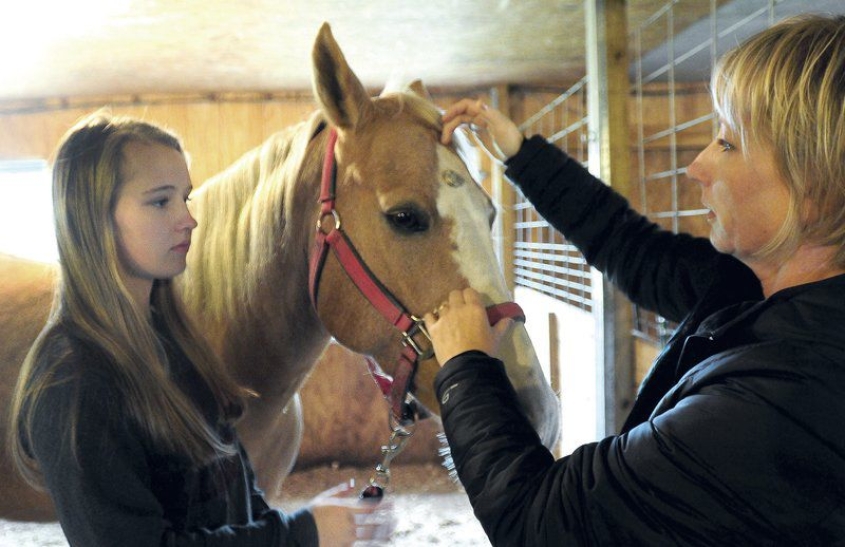 Quarterhorse pony Hazel, diagnosed with trigeminal nerve neuralgia, benefits from treatment at Cornell