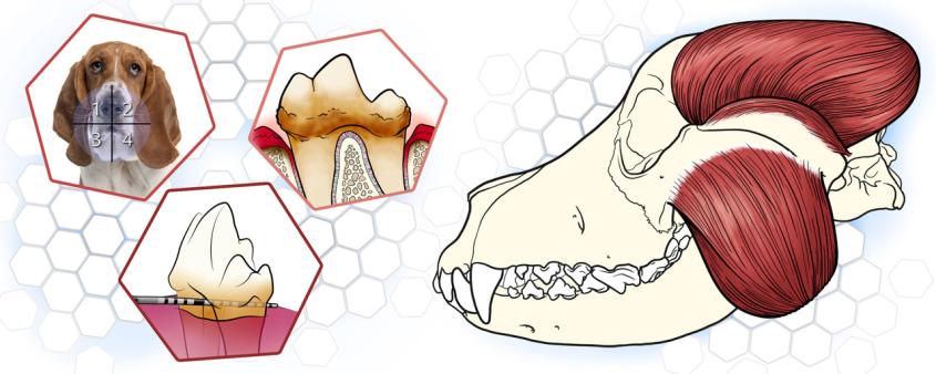 Illustration in the dentistry diagnostics course