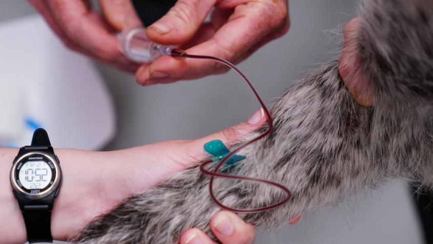 A close up shot of a pointer's leg, with its blood being drawn