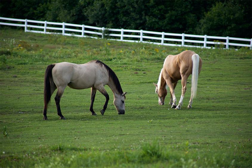 Two horses grazing in a field
