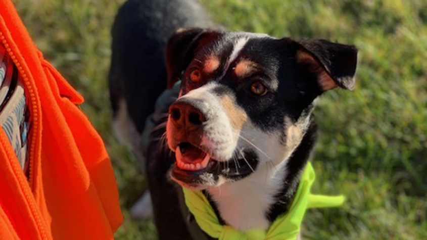 A brown and black dog wearing a bright bandana gazing up at his owner in the grass