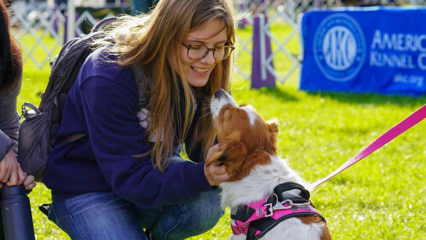 A Cornell veterinary student greets a white and brown dog on a sunny day at the Wine Country Circuit dog show