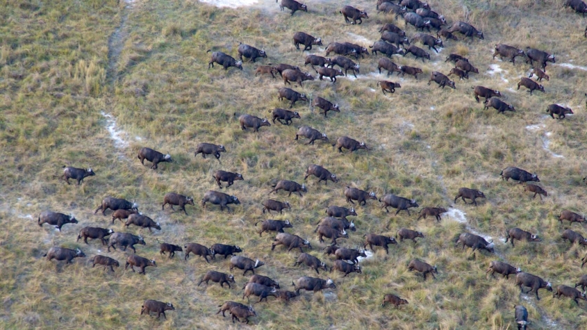 Migrating African buffalo