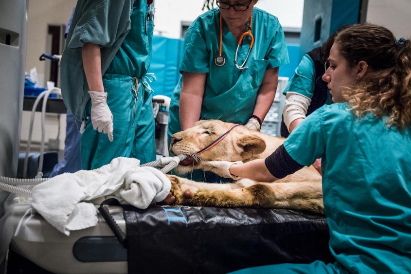 A lion entering a CT at Cornell Vet, surrounded by clinicians