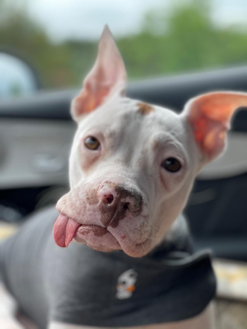 Baby puppy best sale pitbull