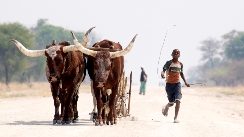 A boy runs alongside a pair of oxen