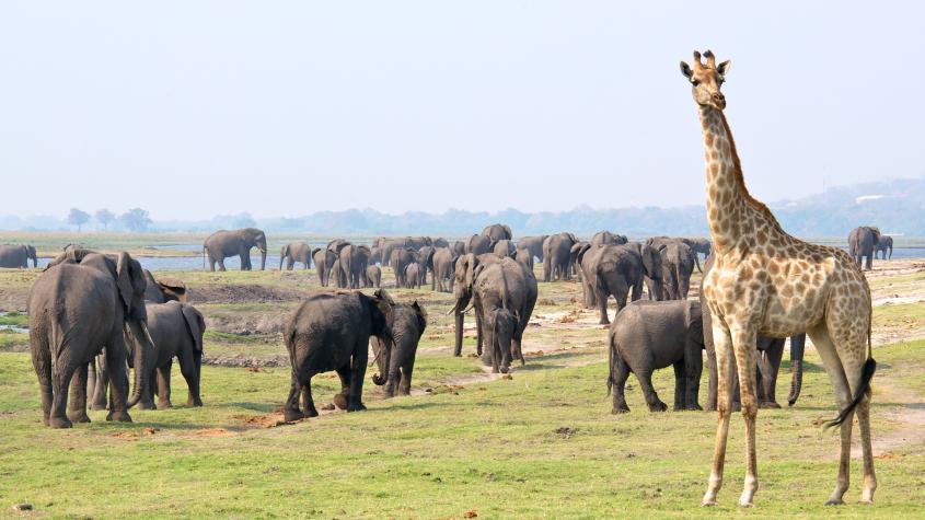 A giraffe stands near elephants in the Kavango Zambezi Transfrontier Conservation Area