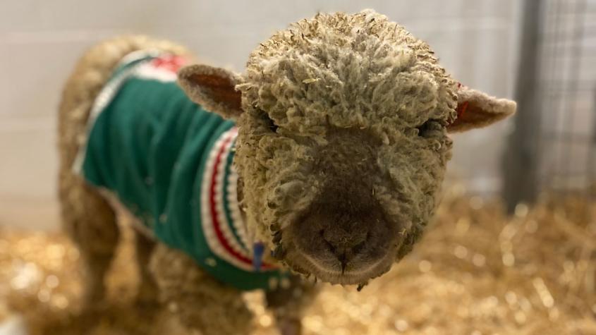 A small sheep wearing a green sweater