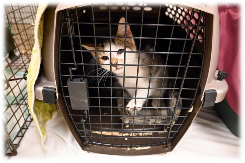 15 HQ Images Feral Cat Clinic Near Me : Metro Ferals Adopt Rescued Kittens Washington Dc Rescued Kittens Northern Virginia Donations To Save Cats Cat Clinic Virginia Cat Foster Home Maryland Wild Cat Rescue Northern Virginia Tnr Feral Cats Maryland