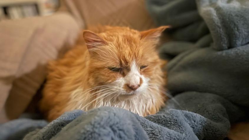 An orange and white longhaired cat rests on a blue blanket