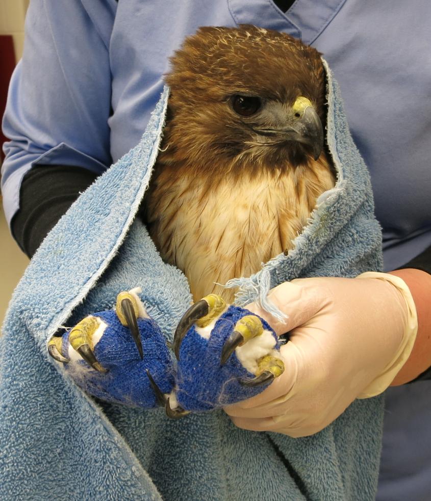 A red-tailed hawk receives treatment for lead toxicity at the Cornell Wildlife Health Center