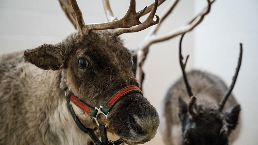 Reindeer at the Cornell University Hospital for Animals