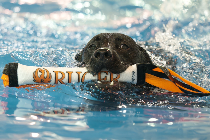 A dog swimming in a pool