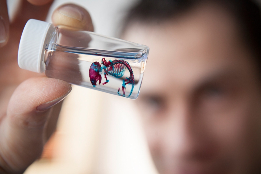 A person looks at a preserved mouse skeleton