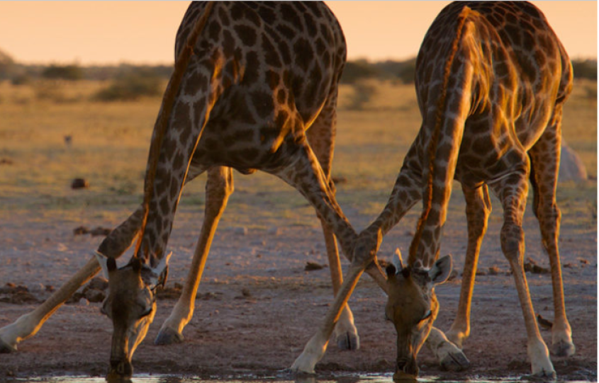 Giraffes drinking water.
