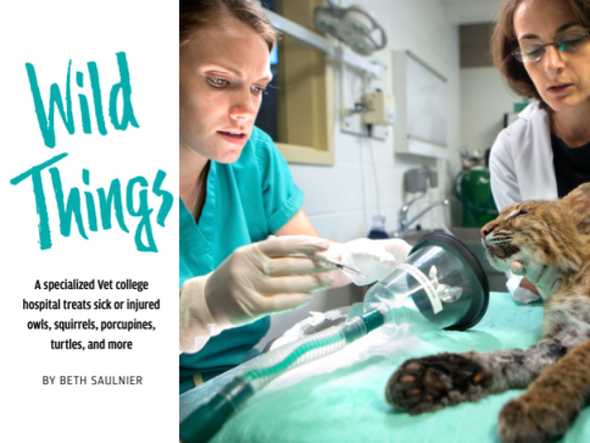 Veterinarians work on an injured bobcat