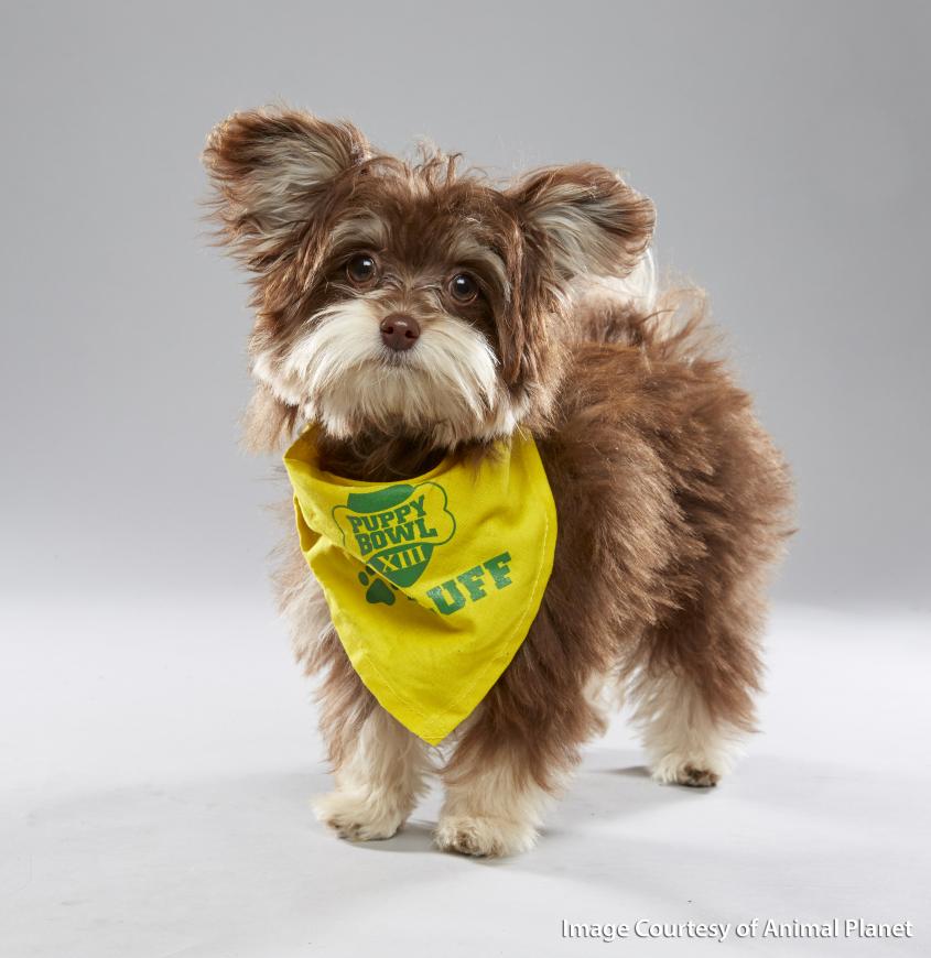 Slippers, a Puppy Bowl player for "Team Fluff"