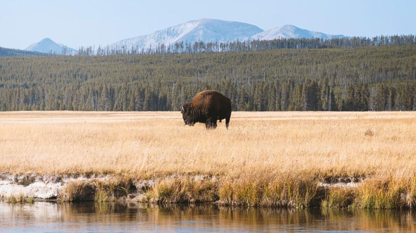 A bison grazing at Yellowstone