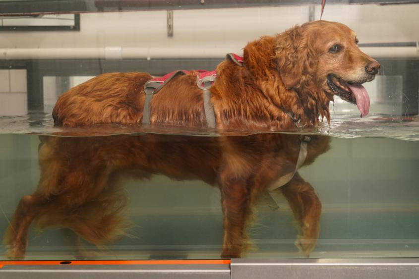 A dog exercising on an underwater treadmill