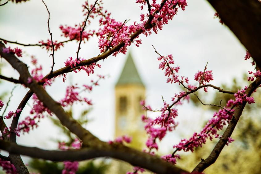 Pink blossoms in focus with the Cornell tower blurry in the background