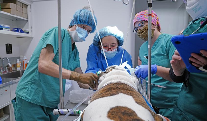 Surgeons examining a bulldog