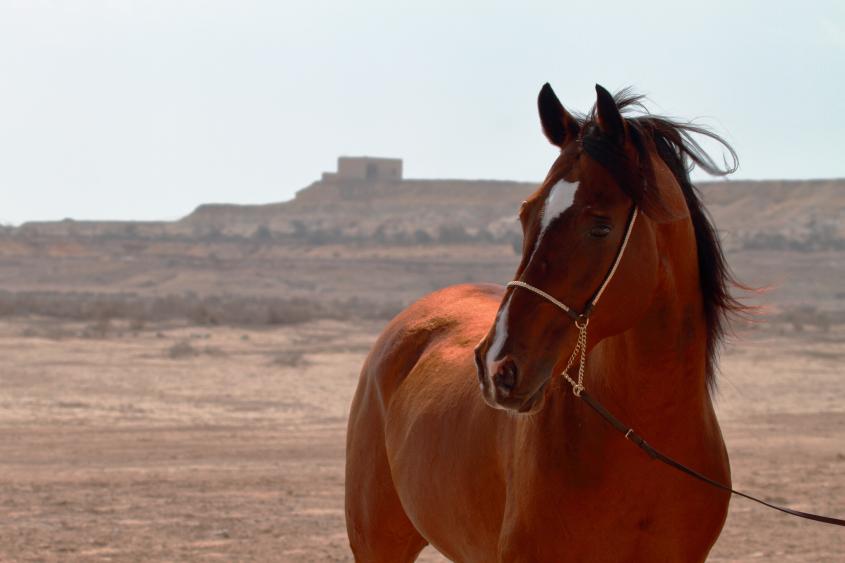 Arabian horse