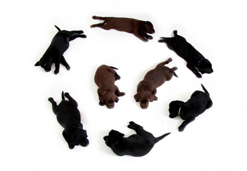 labrador puppies sleeping 
