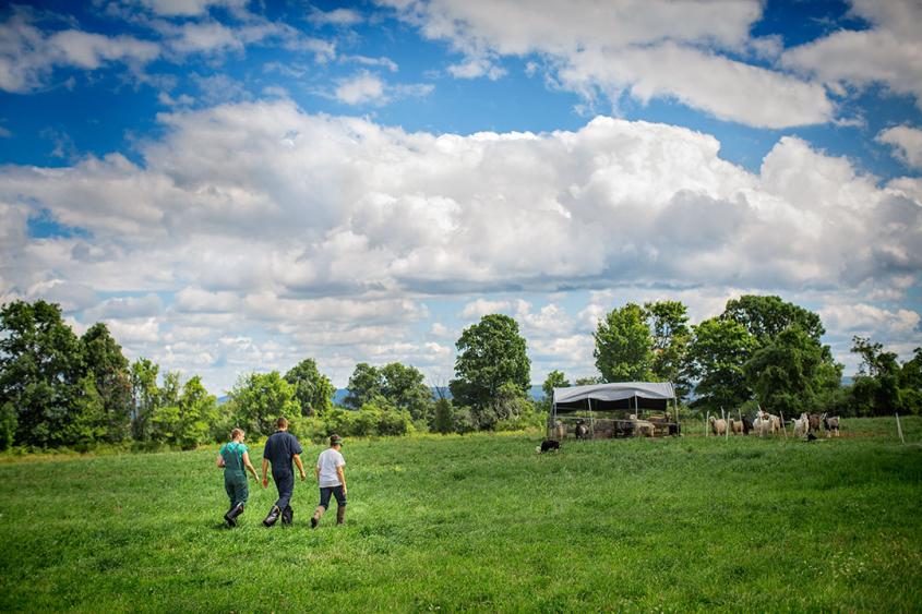 Specialty spotlight: Ambulatory and production medicine | Cornell University College of Veterinary Medicine Specialty spotlight: Ambulatory and production medicine | Cornell University College of Veterinary Medicine