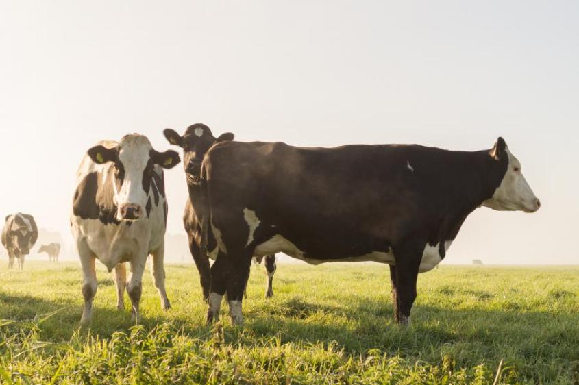 Holstein cows stand in a field