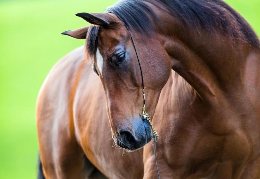 Bay horse outside in a field