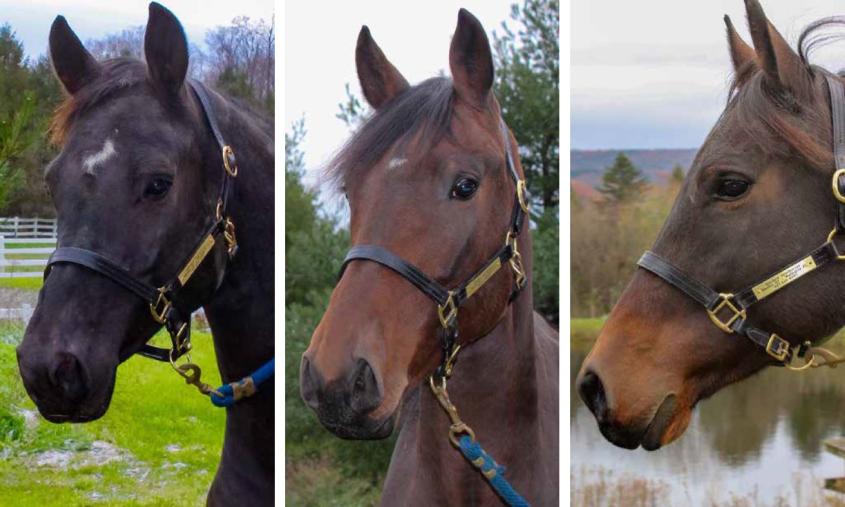 Three Warmblood mares, Hallecara, J'ai Donne, and Emerald's Way