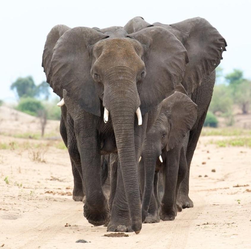 a herd of elephants