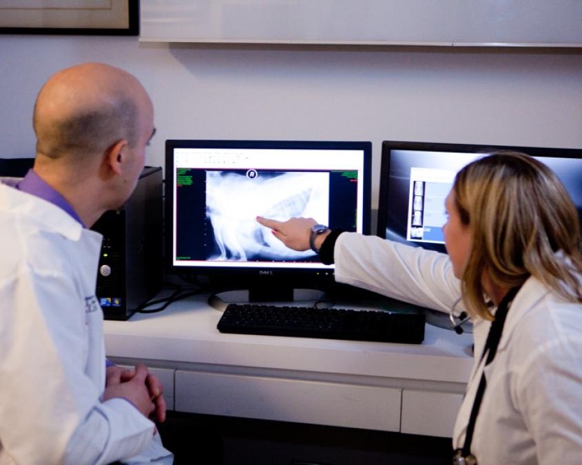 Dr. Bruce Kornreich reviews a thoracic radiograph with a vet student.