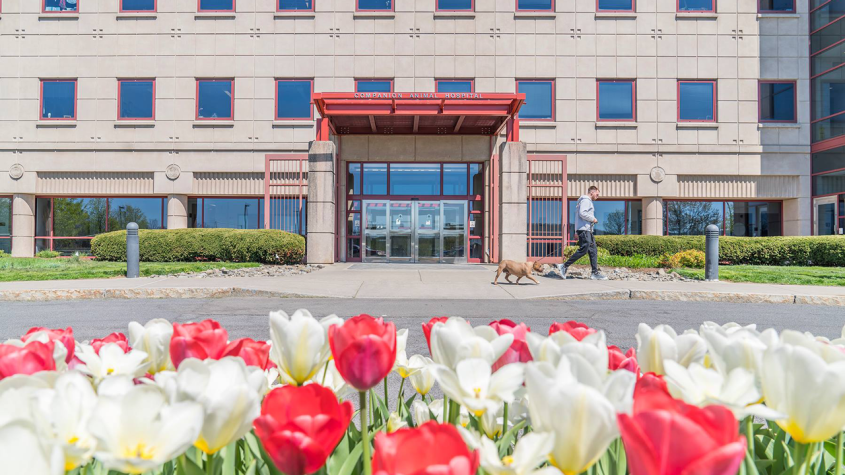The entrance of the Cornell University Hospital for Animals, with tulips in the foreground