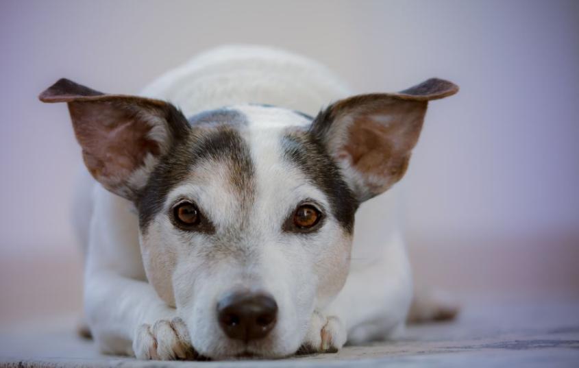 terrier looking at camera