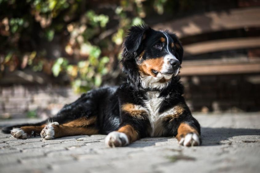 black white and gold dog lying on stone pathway