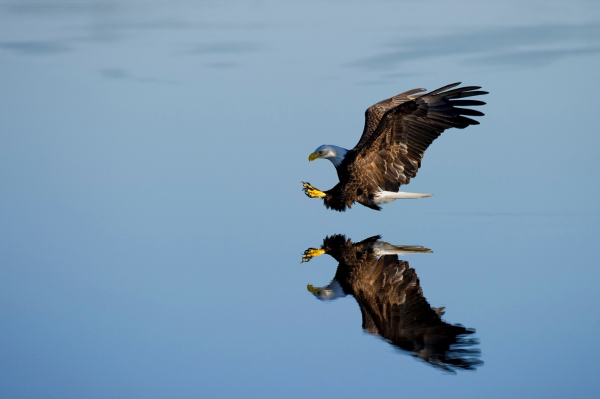 eagle