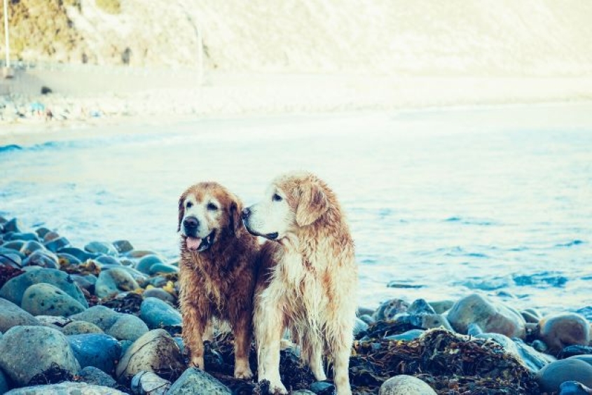older goldens wet from swimming