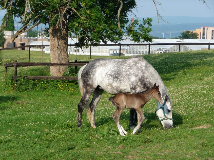 Horse and foal appear in a field  with greenhouses in background