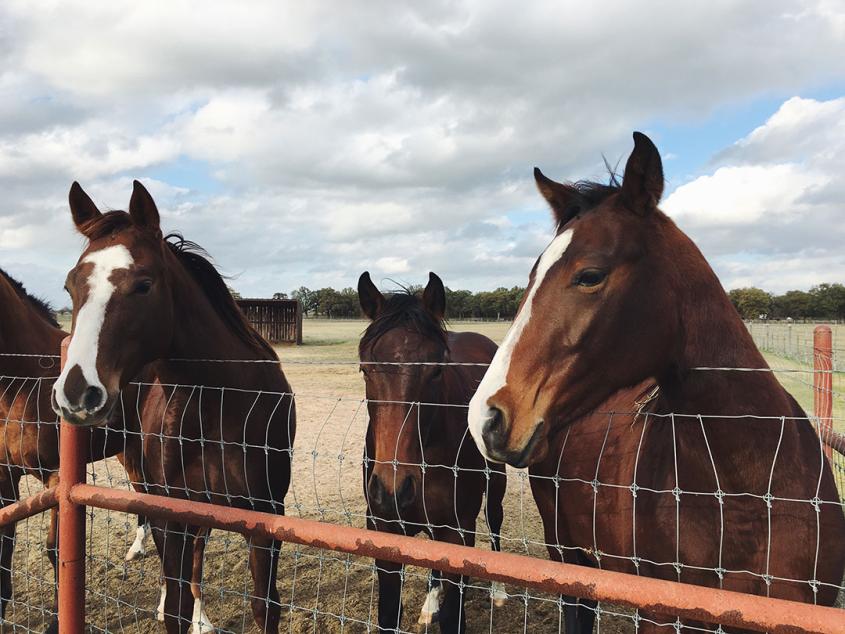 horses standing at a fence